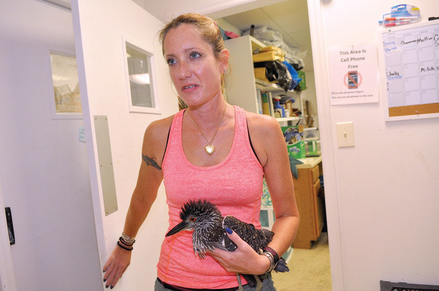 OWLS continues to be inundated with injured wildlife following Dorian